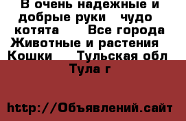 В очень надежные и добрые руки - чудо - котята!!! - Все города Животные и растения » Кошки   . Тульская обл.,Тула г.